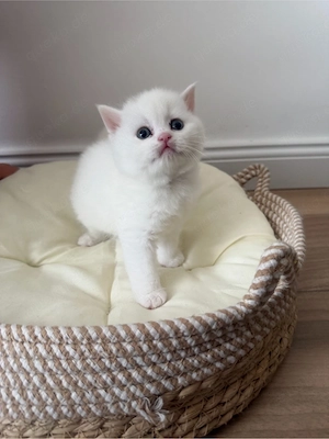British Kurzhaar Kitten zu verkaufen  Bild 3