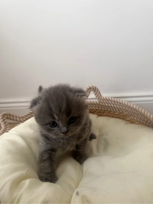 British Kurzhaar Kitten zu verkaufen  Bild 2