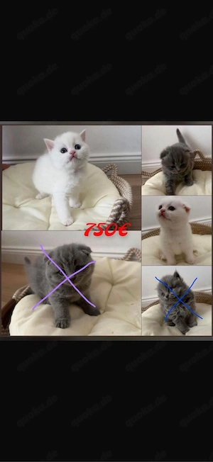 British Kurzhaar Kitten zu verkaufen  Bild 4
