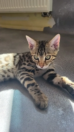 Bengal Kitten