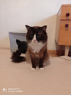 Ragdoll mit Stammbaum 