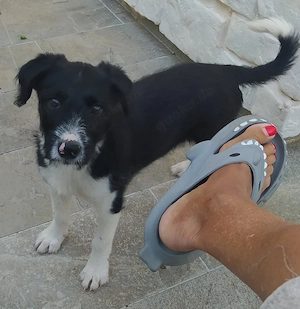 Border Collie Mix Hündin Welpe 3Mon KINDERLIEB  