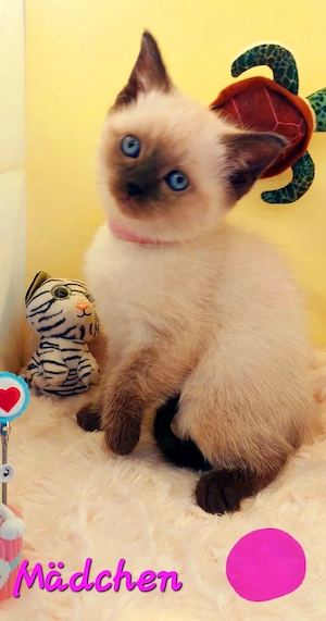 Bkh Mix Kitten 