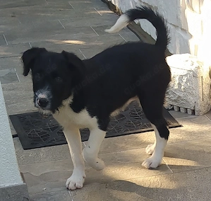 Border Collie Schnauzer Welpe Hündin 4Mon VOM HUNDETRAINER  