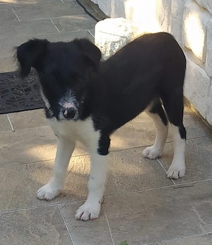 Border Collie Schnauzer Welpe Hündin 4Mon VOM HUNDETRAINER aus Kroatien 