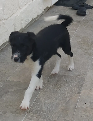 Border Collie Mix Welpe Hündin 4Mon vom Hundetrainer aus Kroatien 