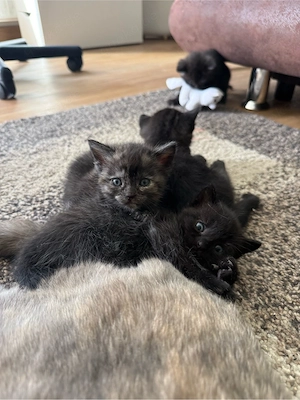 Kitten   2 Mädchen und 1 Junge, BKH-Mix