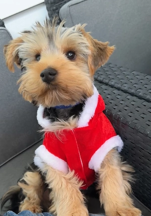 Yorkshire Terrier Welpe   5 monat sucht liebevolles Zuhause