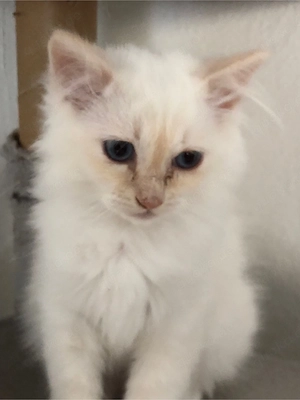 Heilige Birma Kätzchen, kitten, jung  Bild 2