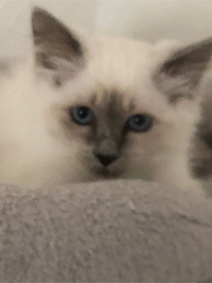 Heilige Birma Kätzchen, kitten, jung  Bild 3