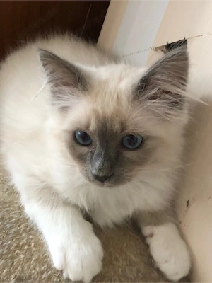 Heilige Birma Kätzchen, kitten, jung  Bild 4