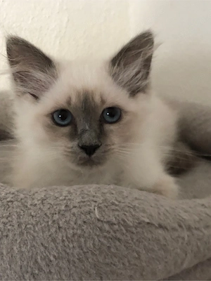Heilige Birma Kätzchen, kitten, jung  Bild 5
