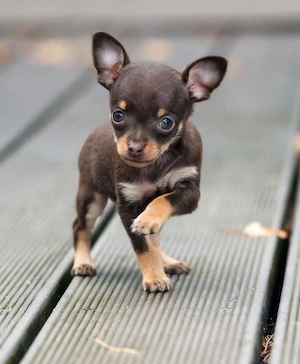 Brown skin chihuahua puppy available for adoption. 