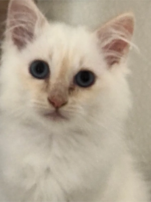 Heilige Birma Kätzchen, kitten, jung  Bild 6