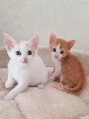 Kleine Mäuse suchen eine liebevolle Familie!!!