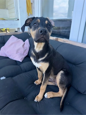 Dobermann  Magyar Vizsla Mix- 5 monate sucht ein liebevolles zuhause 