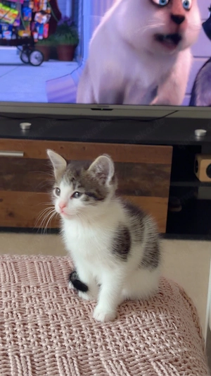 babykatzen demnächst abzugeben 
