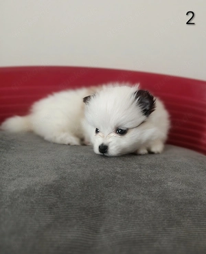 Zuckersüße Zwergspitz   Pomeranian Mädchen suchen ihr Traumzuhause