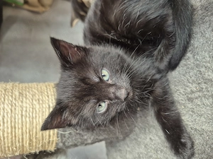 Baby katze
