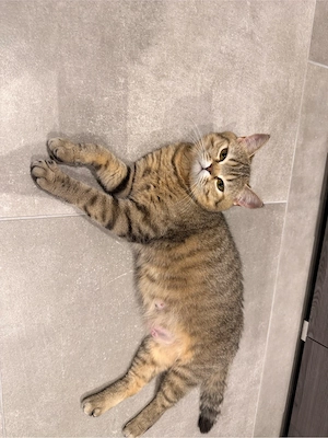 BKH Kitten suchen liebevolles Zuhause Bild 4