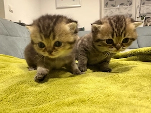 BKH Kitten suchen liebevolles Zuhause