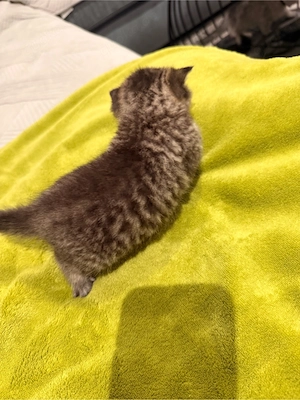 BKH Kitten suchen liebevolles Zuhause Bild 3