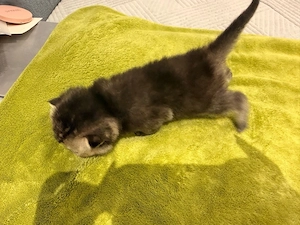 BKH Kitten suchen liebevolles Zuhause Bild 2