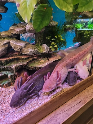 6 Axolotl Männchen 