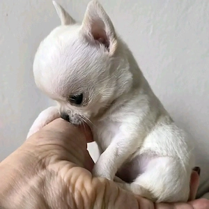 Cream white chihuahua puppy for sale.  Bild 2