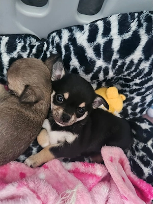 Typvolle Chihuahua Hündin Liloha sucht liebevolles Zuhause 