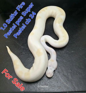 Köpys Ball Python