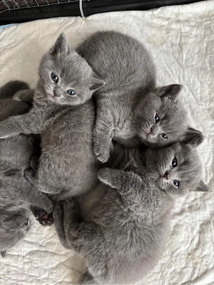 BKH Kitten