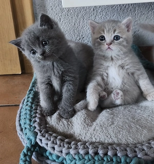 Bkh Kitten männlich 