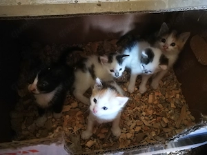 Junge wunderschöne Katzen