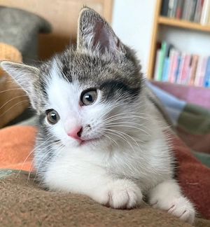 Kitten - Mädchen sucht liebevolles neues Zuhause