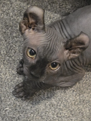 2 Sphynx kitten mit Vibriesen ,,,,