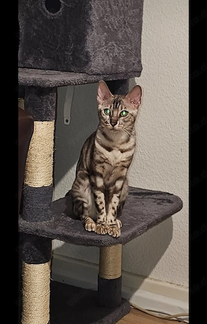 Maus sucht neues Zuhause 