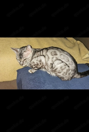 Maus sucht neues Zuhause  Bild 2