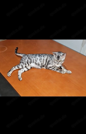 Maus sucht neues Zuhause  Bild 5