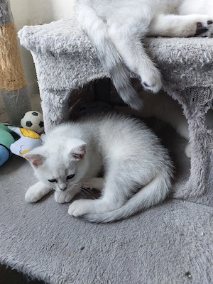 Bkh Kitten( Junge) Bild 3