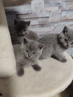 katzenbaby