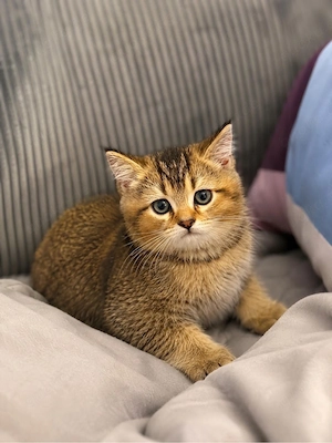 baby katze 