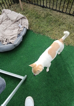 Jack Russell Mix aus gesundheitlichen Gründen abzugeben 