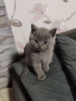 katzenbaby