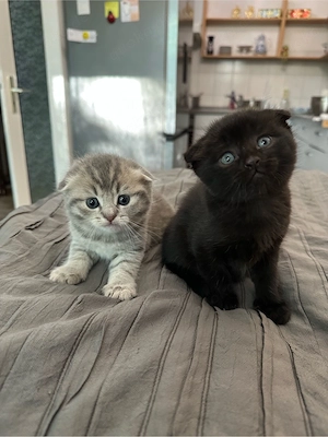 babykatzen 