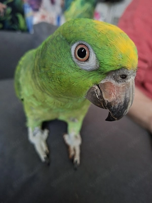 Amazone, Gelbscheitel,,  weiblich 2 Jahre 