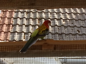 Prachtrosella abzugeben 