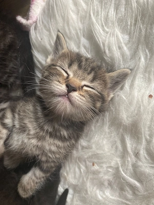 Zuckersüße  BKH Perser kitten 