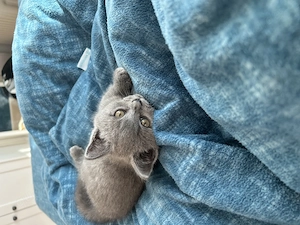 Britische Kurzhaar Kitten (BHK)