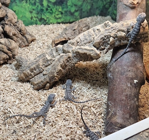 0.0.5 pogona minor